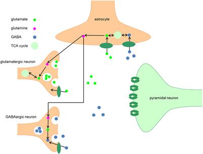 GABAergic Mechanisms in Schizophrenia: Linking Postmortem and In Vivo Studies